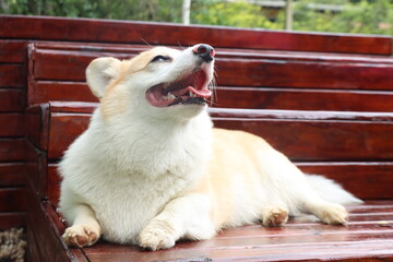 Corgi dog laying in a wooden deck looking to the right side with open mouth 