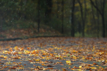 Beautiful view of pathway with fallen leaves in autumn park on rainy day, selective focus