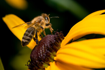 bee on flower