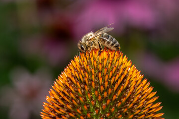 bee on flower
