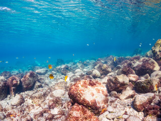 美しいトゲチョウチョウウオ、チョウチョウウオ（チョウチョウウオ科）、ツノダシ（ツノダシ科）、オヤビッチャ（スズメダイ科）他の群れ。

東京都伊豆諸島式根島泊海水浴場にて。
2023年11月1日〜5日撮影。
水中写真。

A beautiful the school of Threadfin Butterflyfish and Oriental butterflyfish and Moorish I