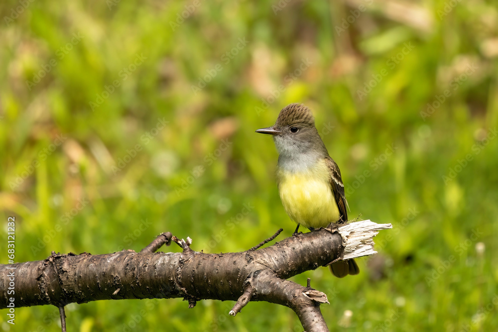 Sticker The great crested flycatcher (Myiarchus crinitus) is a large insect-eating bird of the tyrant flycatcher