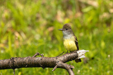 The great crested flycatcher (Myiarchus crinitus) is a large insect-eating bird of the tyrant flycatcher