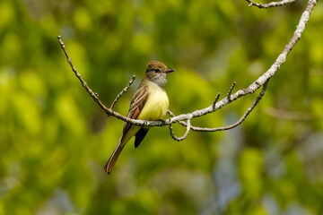 The great crested flycatcher (Myiarchus crinitus) is a large insect-eating bird of the tyrant flycatcher