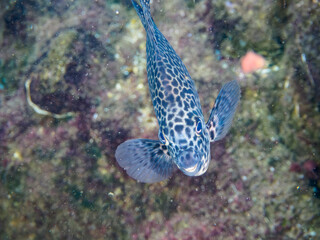 美しいイシガキダイ（イシダイ科）。

東京都伊豆諸島式根島泊海水浴場にて。
2023年11月1日〜5日撮影。
水中写真。

The Beautiful Spotted Knifejaw in underwater cave.

At Tomari beach, Shikinejima, Izu Islands, Tokyo.
Photo Taken November 1-5, 2023.
by u