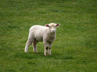 Cute little lamb on green field