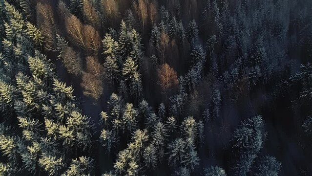 Drop down view of snowy spruce forest and reveal of beautiful sunset with mist in winter