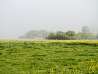 Green meadow with buttercup flowers and misty forest in background