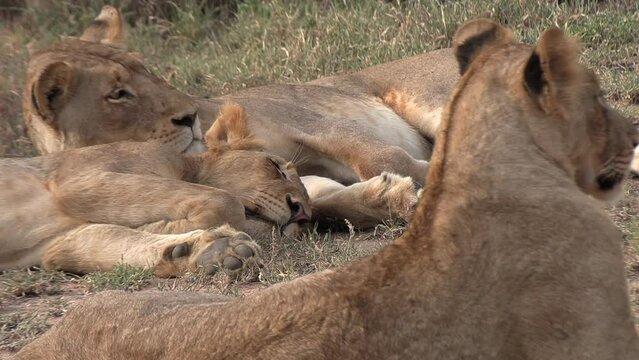 Lions sleeping together in the savannah grass slowly waking up.