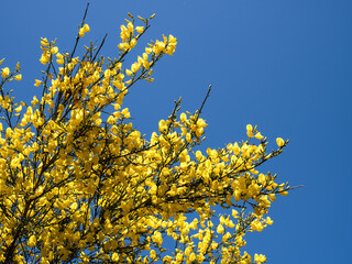 Broom (Cytisus scoparius) yellow flowers with blue sky in background.