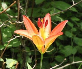 Obraz premium Wood Lily (Lilium philadelphicum) red orange wildflower in Beartooth Mountains, Montana