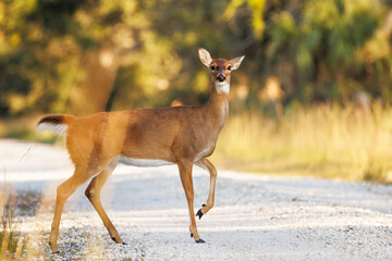 A white-tailed deer (Odocoileus virginianus) prancing across a road in Venice, Florida