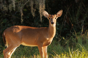 A white-tailed deer (Odocoileus virginianus) standing in the evening light of the golden hour in Venice, Florida
