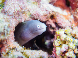 可愛いサビウツボ（ウツボ科）の幼魚。

東京都伊豆諸島式根島吹の江にて。
2023年11月1日〜5日撮影。
水中写真。

The cute Greyface moray.

At Hukinoe beach, Shikinejima, Izu Islands, Tokyo.
Photo Taken November 1-5, 2023.
by underwater photography.
