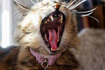 Close up of Cat Tongue while Yawning