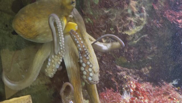 Big octopus moving tentacles under water in aquarium