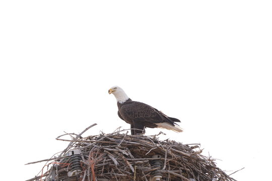 balg eagle in nest - Powered by Adobe