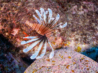 美しく大きなハナミノカサゴ（ミノカサゴ亜科）。

東京都伊豆諸島式根島丸根ヶ浜にて。
2023年11月1日〜5日撮影。
水中写真。

The Beautiful and big Red Lionfish. 

At Marunegahama beach, Shikinejima, Izu Islands, Tokyo.
Photo Taken November 1-5, 2023.
by unde