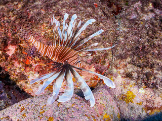 美しく大きなハナミノカサゴ（ミノカサゴ亜科）。

東京都伊豆諸島式根島丸根ヶ浜にて。
2023年11月1日〜5日撮影。
水中写真。

The Beautiful and big Red Lionfish. 

At Marunegahama beach, Shikinejima, Izu Islands, Tokyo.
Photo Taken November 1-5, 2023.
by unde