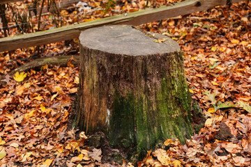 forest landscape, trees felled, stumps remain, highlighting deforestation impact on nature's balance