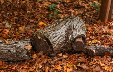 forest landscape, trees felled, stumps remain, highlighting deforestation impact on nature's balance