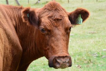 ganado vacuno argentino, el mejor del mundo