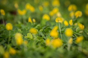 Closeup of a Beautiful Blooming Small Yellow Petal Flower Bokeh Macro