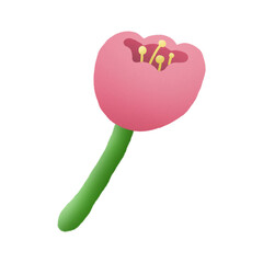 Watercolor illustration of single pink tulip for decoration