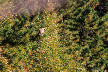 森から監視する美しいノスリ（タカ科）。

日本国東京都江戸川区葛西臨海公園にて。
2023年11月19日撮影。

Beautiful Eastern Buzzard (hawks) watch from the forest.

At Kasai rinkai park, Edogawa-ku, Tokyo, Japan,
photo by November 19, 2023.
