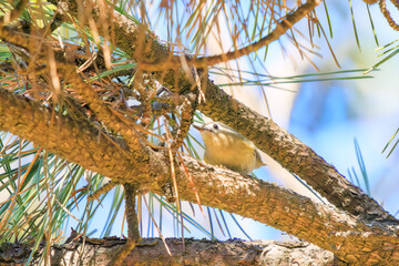 日本最小の鳥、可愛いキクイタダキ（ウグイス科）。

日本国東京都江戸川区葛西臨海公園にて。
2023年11月19日撮影。

Japan's smallest bird, the lovely Goldcrest (Cercopithecus cephus).

At Kasai rinkai park, Edogawa-ku, Tokyo, Japan,
photo by November 19,