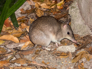 Northern Brown Bandicoot in Queensland Australia