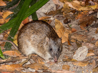 Northern Brown Bandicoot in Queensland Australia