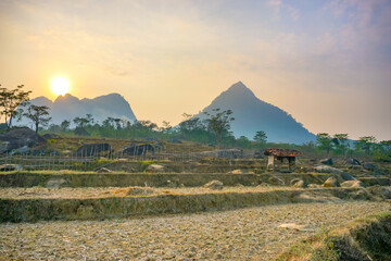 Rural view with mountains surrounded by rice fields. Cows graze in the countryside. Beautiful view...