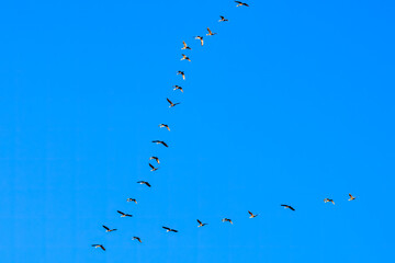 雁行飛翔する美しいカワウ（ウ科）の群れ。

日本国東京都江戸川区葛西臨海公園にて。
2023年11月19日撮影。

A flock of beautiful Great Cormorant (Cormorantidae) in goose flight.

At Kasai rinkai park, Edogawa-ku, Tokyo, Japan,
photo by November 19, 2