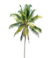 Fototapeta na wymiar Coconut palm tree isolated on transparent background. PNG File