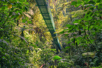 Looking up at a green supspension bridge surrounded by a lush rain forest
