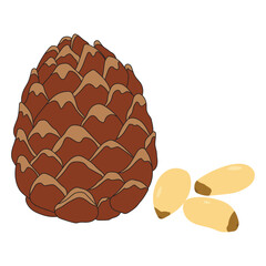 Cedar nut icon. Cartoon of cedar nut vector icon for web design isolated on white background