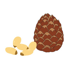 Cedar nut icon. Cartoon of cedar nut vector icon for web design isolated on white background