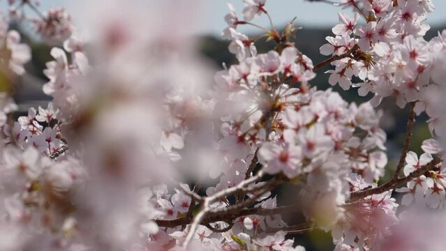 満開の桜の4Kティルトアップスローモーション動画