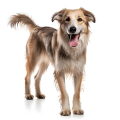 Hound, Dog Isolated on White Background - Generative AI