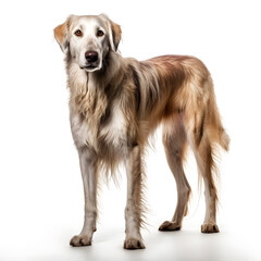 Hound, Dog Isolated on White Background - Generative AI