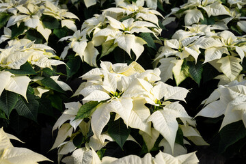 Mass of live Alpina White poinsettia plants as a Christmas background
