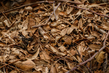 Dry leaves and twigs during the dry season