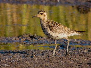 Pacific Golden Plover in Queensland Australia