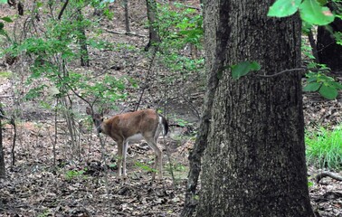 deer in the woods