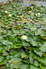 Beautiful water lily. Lotus pond