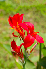 Red canna flower in the garden