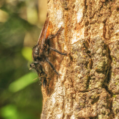 Robber fly eating its meal