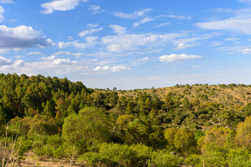 Paisaje alegre de verano en el bosque de baja montaña, con pinos y cielo azul. Naturaleza y...