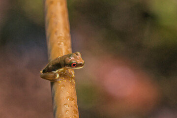 Rufous-eyed stream frog sitting on stick